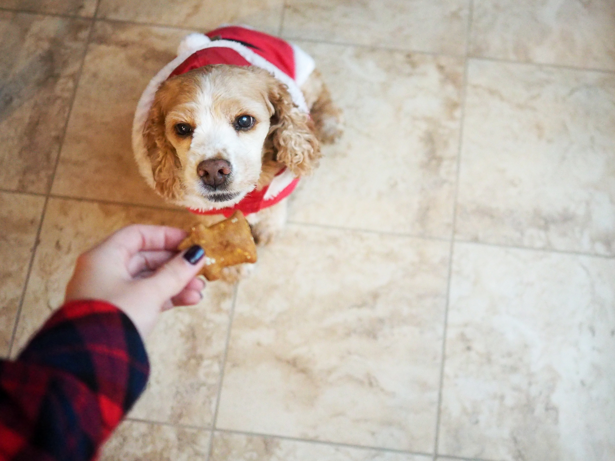 Peanut Butter Pumpkin Puppy Treats