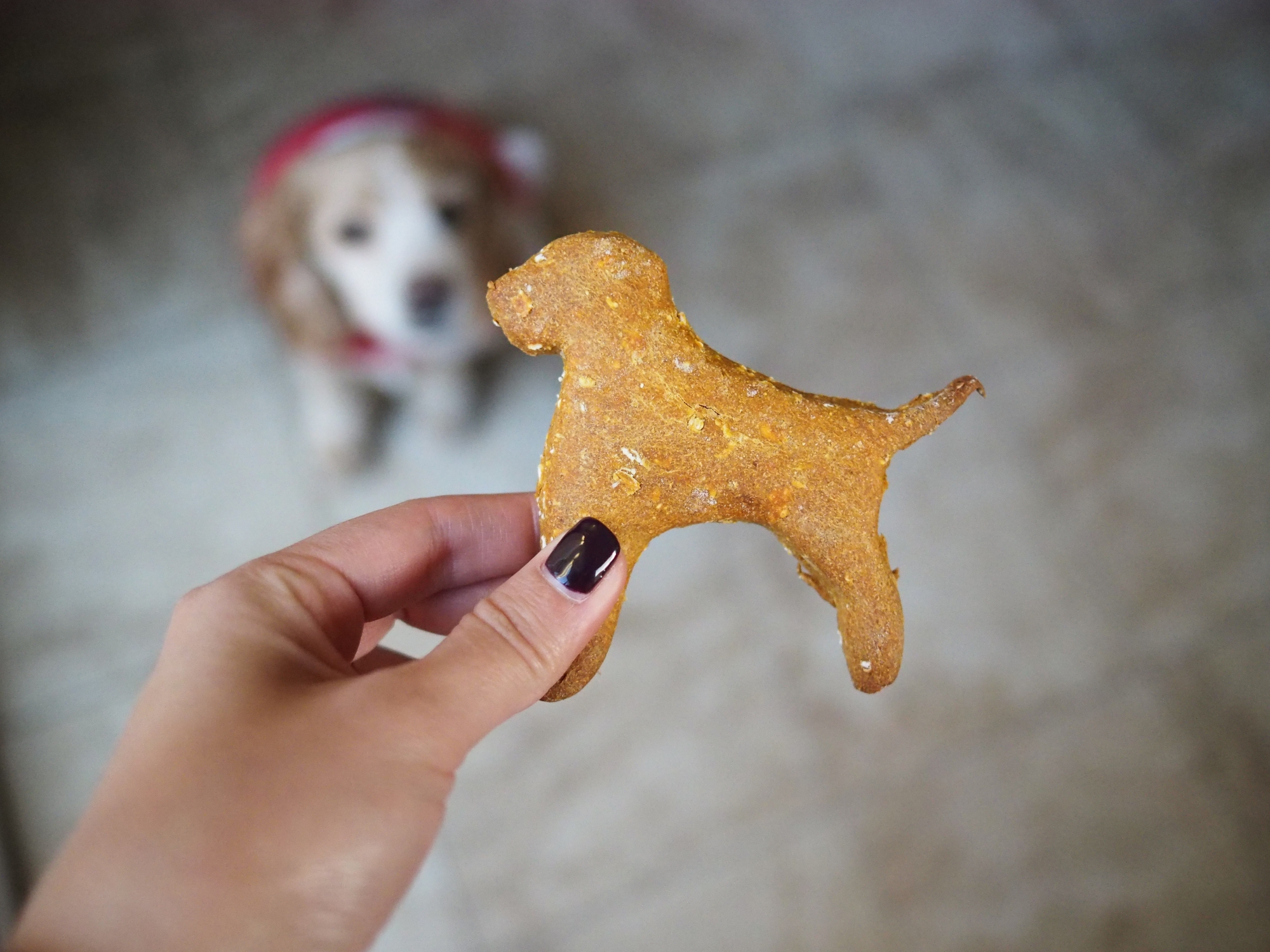 Peanut Butter Pumpkin Puppy Treats