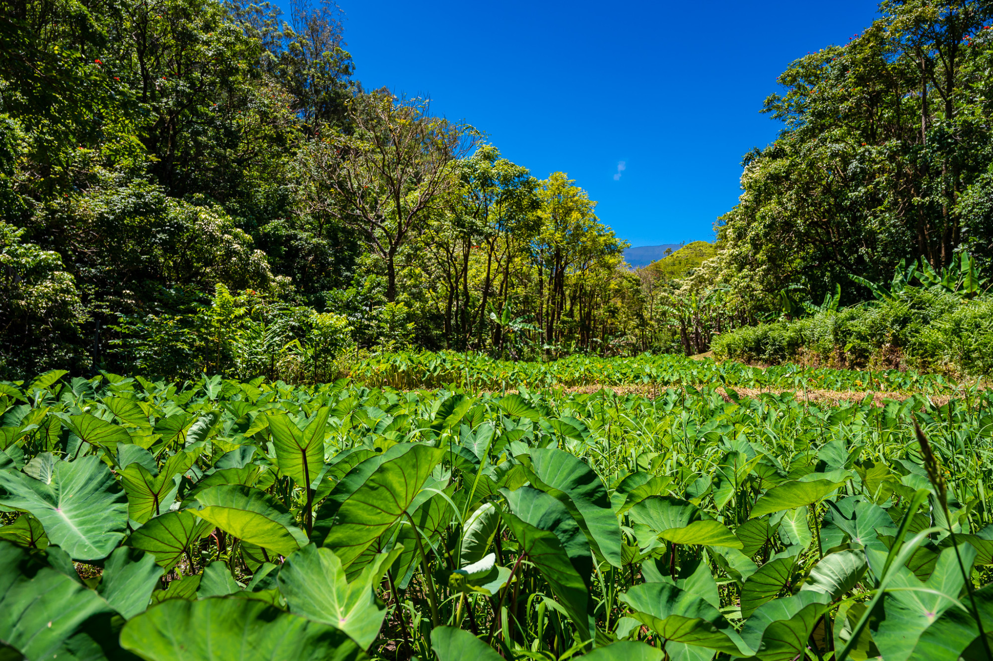 Natural Flora at the Ke'anae Arboretum